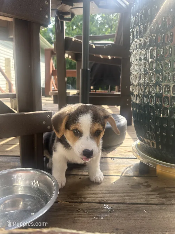Yellow  – Pembroke Welsh Corgi puppy for sale in Hendersonville, TN