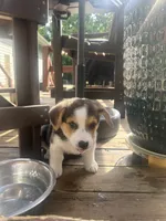 Yellow , a male Pembroke Welsh Corgi for sale in Hendersonville, TN – 1 of 1