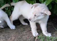 Chester, a male German Shepherd Dog for sale in Bremerton, WA – Photo 1 of 4