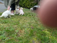 Chester, a male German Shepherd Dog for sale in Bremerton, WA – Photo 3 of 4