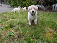 Chester, a male German Shepherd Dog for sale in Bremerton, WA – Photo 2 of 4