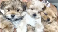 Hippolito, a male Pomeranian and Shih Tzu for sale in North Las Vegas, NV – 2 of 4