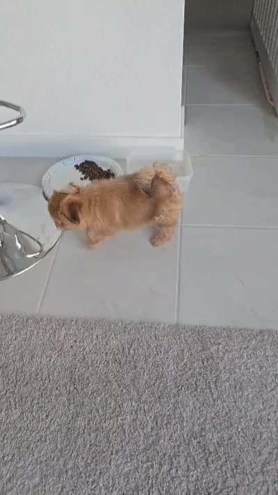 Hippolito, a male Pomeranian and Shih Tzu for sale in North Las Vegas, NV – 4 of 4