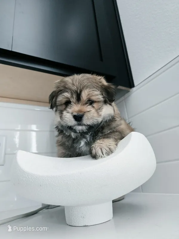 Blue – Pomeranian, Shih Tzu puppy for sale in North Las Vegas, NV