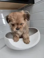 Hippolito, a male Pomeranian and Shih Tzu for sale in North Las Vegas, NV – 1 of 4