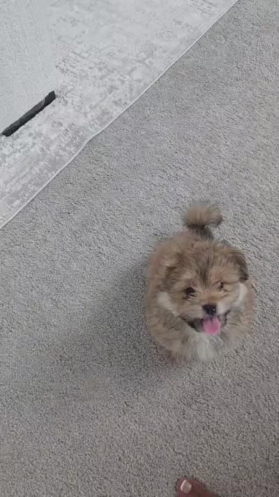 Blue, a male Pomeranian and Shih Tzu for sale in North Las Vegas, NV – 2 of 3