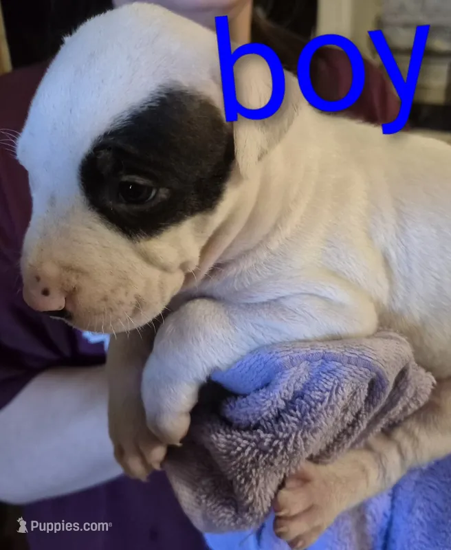 Spot – American Pit Bull Terrier puppy for sale in South Bend, IN