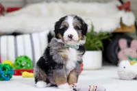 Mario, a male Miniature Bernedoodle for sale in Millersburg, OH – Photo 2 of 4