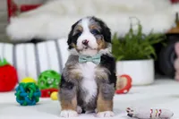 Mario, a male Miniature Bernedoodle for sale in Millersburg, OH – Photo 4 of 4