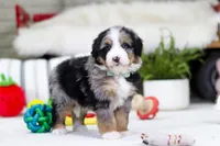 Mario, a male Miniature Bernedoodle for sale in Millersburg, OH – Photo 3 of 4