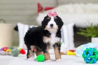 Valentine, a female Miniature Bernedoodle for sale in Millersburg, OH – Photo 5 of 5