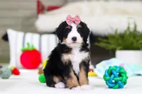 Valentine, a female Miniature Bernedoodle for sale in Millersburg, OH – Photo 3 of 5