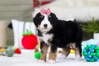 Valentine, a female Miniature Bernedoodle for sale in Millersburg, OH – Photo 4 of 5