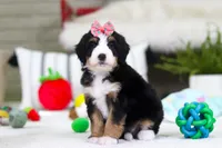 Valentine, a female Miniature Bernedoodle for sale in Millersburg, OH – Photo 2 of 5