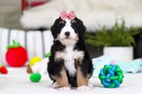 Valentine, a female Miniature Bernedoodle for sale in Millersburg, OH – Photo 1 of 5