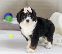 Maggie, a female Miniature Bernedoodle for sale in Millersburg, OH – Photo 7 of 10