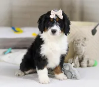 Maggie, a female Miniature Bernedoodle for sale in Millersburg, OH – Photo 8 of 10
