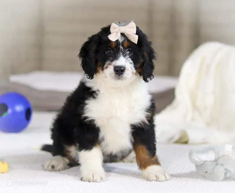 Maggie, a female Miniature Bernedoodle for sale in Millersburg, OH – Photo 1 of 10