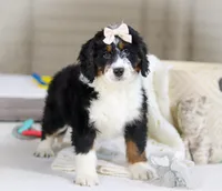 Maggie, a female Miniature Bernedoodle for sale in Millersburg, OH – Photo 3 of 10