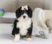 Maggie, a female Miniature Bernedoodle for sale in Millersburg, OH – Photo 10 of 10