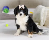 Maggie, a female Miniature Bernedoodle for sale in Millersburg, OH – Photo 2 of 10