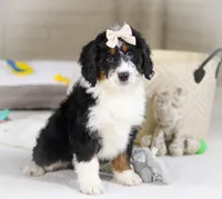 Maggie, a female Miniature Bernedoodle for sale in Millersburg, OH – Photo 4 of 10