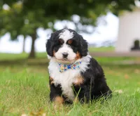 Bingo, a male Miniature Bernedoodle for sale in Millersburg, OH – Photo 5 of 7