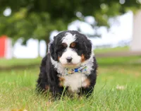 Bingo, a male Miniature Bernedoodle for sale in Millersburg, OH – Photo 6 of 7