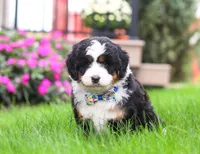Bingo, a male Miniature Bernedoodle for sale in Millersburg, OH – Photo 2 of 7