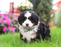 Bingo, a male Miniature Bernedoodle for sale in Millersburg, OH – Photo 4 of 7