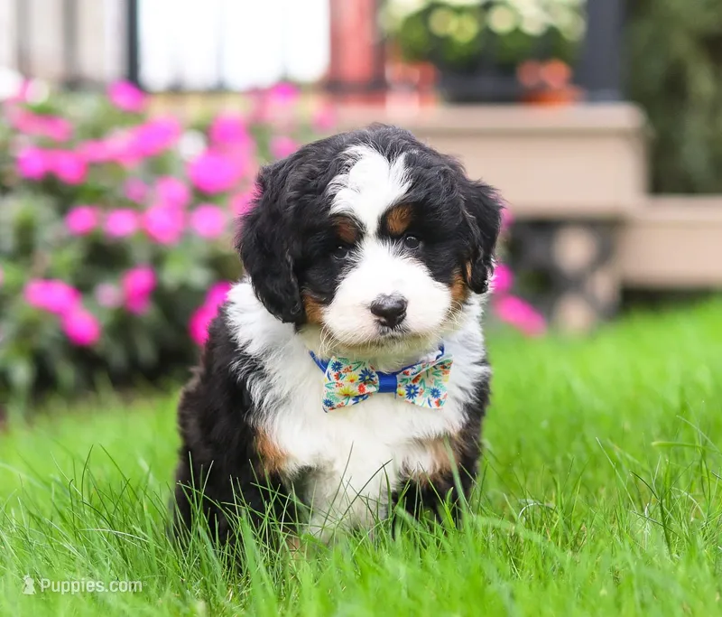 Bingo, a male Miniature Bernedoodle for sale in Millersburg, OH – Photo 1 of 7