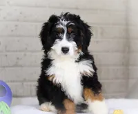 Hazel, a female Miniature Bernedoodle for sale in Millersburg, OH – Photo 6 of 9