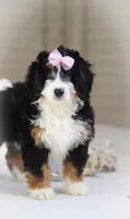 Hazel, a female Miniature Bernedoodle for sale in Millersburg, OH – Photo 9 of 9
