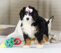 Hazel, a female Miniature Bernedoodle for sale in Millersburg, OH – Photo 3 of 9