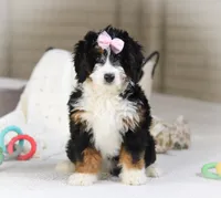 Hazel, a female Miniature Bernedoodle for sale in Millersburg, OH – Photo 4 of 9