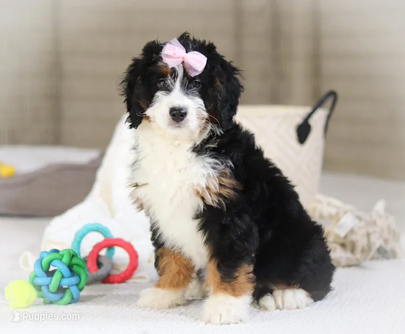 Hazel, a female Miniature Bernedoodle for sale in Millersburg, OH – Photo 1 of 9