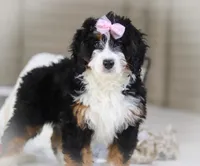 Hazel, a female Miniature Bernedoodle for sale in Millersburg, OH – Photo 2 of 9