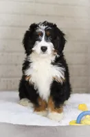 Hazel, a female Miniature Bernedoodle for sale in Millersburg, OH – Photo 7 of 9