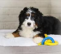 Hazel, a female Miniature Bernedoodle for sale in Millersburg, OH – Photo 5 of 9