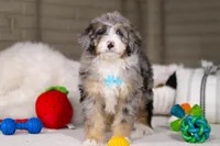 Tokyo, a male Miniature Bernedoodle for sale in Millersburg, OH – Photo 4 of 7