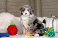 Tokyo, a male Miniature Bernedoodle for sale in Millersburg, OH – Photo 1 of 7