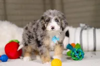 Tokyo, a male Miniature Bernedoodle for sale in Millersburg, OH – Photo 6 of 7