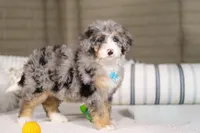 Tokyo, a male Miniature Bernedoodle for sale in Millersburg, OH – Photo 5 of 7