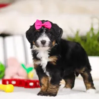 Cookie, a female Miniature Bernedoodle for sale in Millersburg, OH – Photo 3 of 5