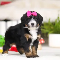 Cookie, a female Miniature Bernedoodle for sale in Millersburg, OH – Photo 5 of 5