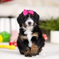 Cookie, a female Miniature Bernedoodle for sale in Millersburg, OH – Photo 1 of 5