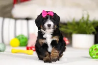 Cookie, a female Miniature Bernedoodle for sale in Millersburg, OH – Photo 1 of 5