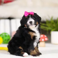 Cookie, a female Miniature Bernedoodle for sale in Millersburg, OH – Photo 2 of 5