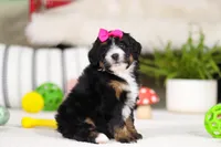 Cookie, a female Miniature Bernedoodle for sale in Millersburg, OH – Photo 2 of 5