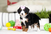 Paris, a female Miniature Bernedoodle for sale in Millersburg, OH – Photo 4 of 5